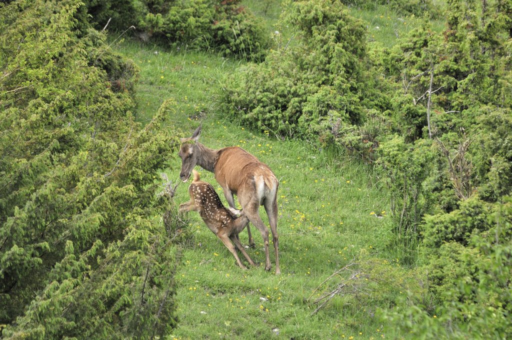 Cuccioli  (fotoracconto)